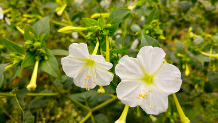 white and yellow flowers