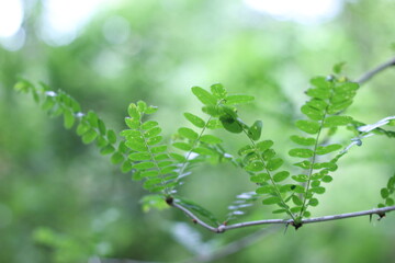composición con plantas