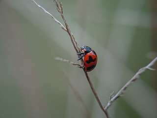 ladybird on a leaf