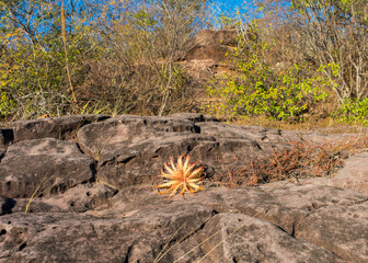 Sertao landscape - Macambira (Bromelia laciniosa) a type of bromelia endemic from Brazil in the countryside of Oeiras, Piaui (Northeast Brazil)