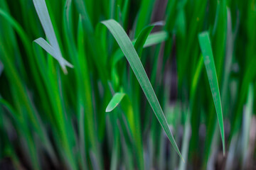 Green grass, leaf close-up. Bright fresh juicy grass. Thin long lawn leaves. Horizontal photo. Many shades of green.