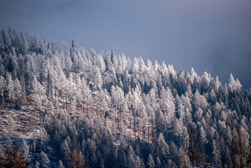 snow covered trees in winter, misty morning in the mountains