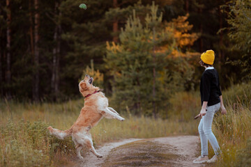 Girl is playing ball with her dog. Golden retriever on a walk in the woods in summer with the owner