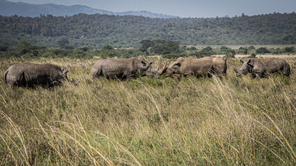 View of a herd of white rhinos grazing in the savannah grasslands of the Nairobi National Park near Nairobi, Kenya