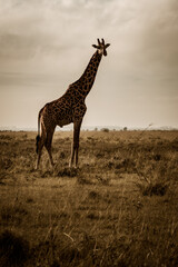 Naklejka na ściany i meble Stunning early morning view of a Masai giraffe standing majestically in the savannah of the Nairobi National Park near Nairobi, Kenya