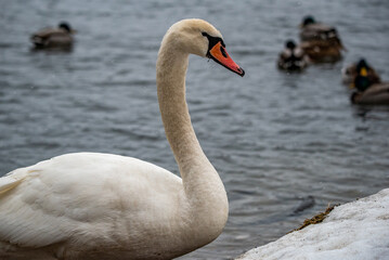 swans on the lake, winter