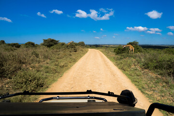 Two Masai giraffes eating from whistling thorn acacias in the savannah of the Nairobi National...