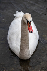 white swan on the water © Michal