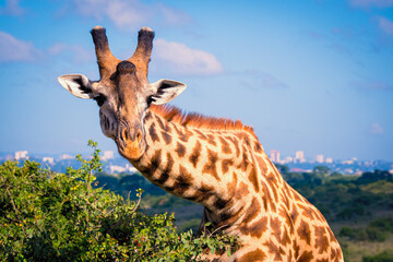 Close-up view of a Masai giraffe eating from a whistling thorn acacia in the savannah of the...