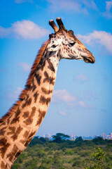 Close-up view of the neck and head of a Masai giraffe with it's distinctive spotted coat pattern,...