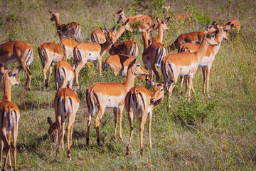 Naklejka na ściany i meble Beautiful view of a group of impala antilopes grazing and roaming around in the savannah grasslands of the Nairobi National Park near Nairobi, Kenya