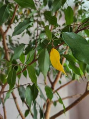 yellow leaf among the greens on the tree, house plants