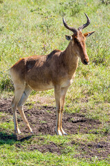 View of a strange looking coke's hartebeest standing in the savannah grasslands of the Nairobi National Park near Nairobi, Kenya