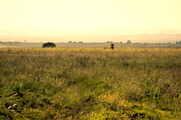 Fototapeta na wymiar Scenic evening sunset view of a single male lion rearing up in the savannah grasslands of the Nairobi National Park near Nairobi, Kenya