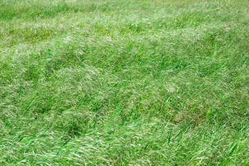Field with green grass swaying in the wind. natural plant calm background