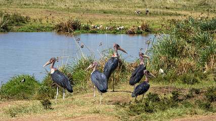 View of a group of marabous habitating the suroundings of a watering hole in the savannah...