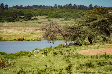 Fototapeta na wymiar Typical wildlife scene at a water hole in the Savannah of the Nairobi National Park, Kenya: Marabous, ibis and weaver birds habitating the suroundings