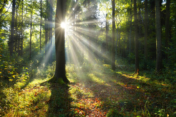 Fototapeta premium Beautiful sunny morning in the green forest