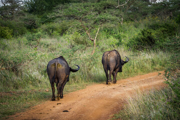 View of two buffaloes bulls trotting along a dirt road into the forest of the Nairobi National Park near Nairobi, Kenya