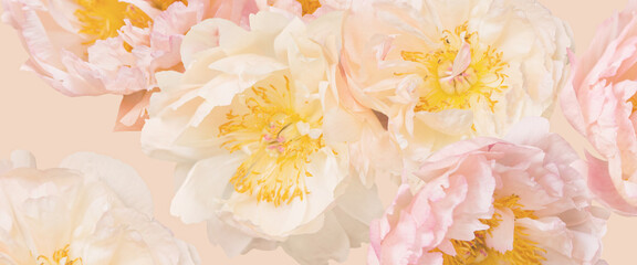 Pale peonies abstract pattern. Pastel floral background. Closeup