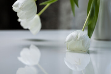 bouquet of white tulips in a white vase on a white table