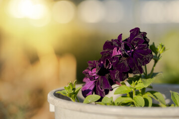 Bright purple petunia flower on a green background photography.