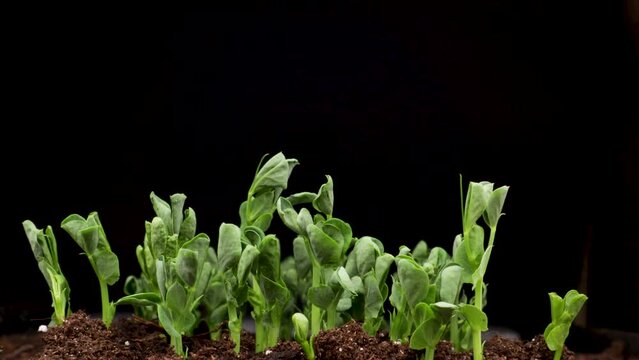 Growing plants in spring, time lapse, Sprouts germination newborn pea microgreen in black background
