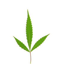 Cannabis leaf on white background