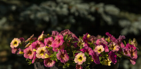 Obraz premium Blooming garden flower with violet petals in summertime close-up photography.