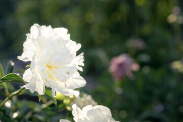pink peony in a summer flower bed close-up
