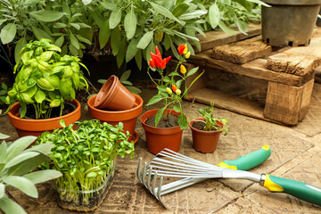 Pots with seedlings and rakes in greenhouse