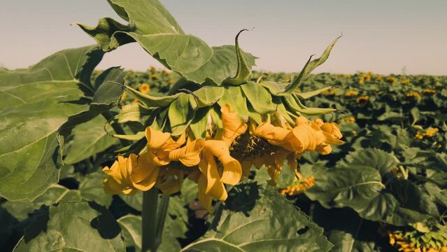 Agricultural field of sunflowers. Shooting in the summer