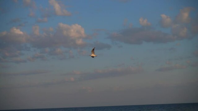 Flight of seagulls over the sea. Slow motion.