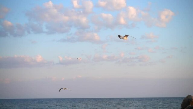 Flight of seagulls over the sea. Slow motion.