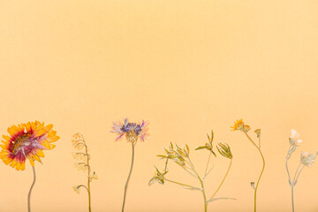 Composition with dried pressed flowers on beige background