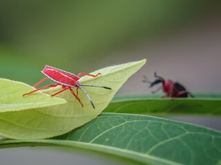 Two unique attacks, giraffe beetle and prisai beetle