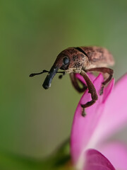 bug on a flower