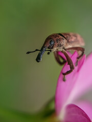 bug on a flower, weevil