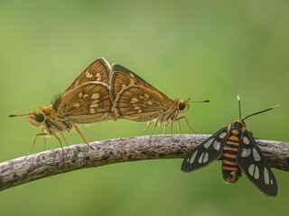 Fototapeta na wymiar butterfly on a flower, matting, butterfly skipper matting