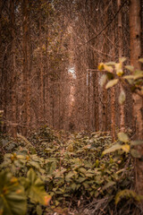 Bosque 