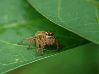 spider on a leaf