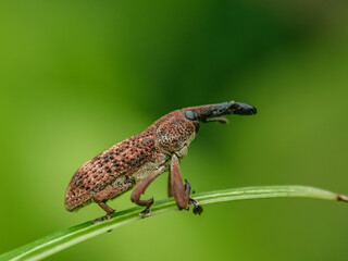 Weevil, Elephant beetle