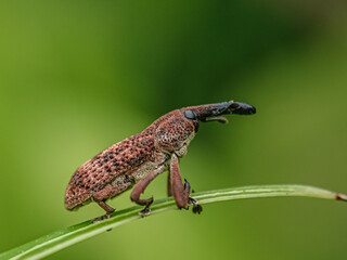 weevil, Elephant beetle