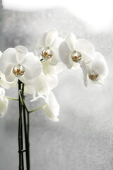 white orchid close-up on window on a rainy day