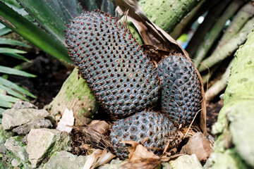 Seed of Pandanus reflexus is often referred to as a palm tree on stilts in a Moscow pharmacy garden