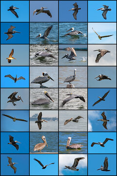 Pelican Poster - 20x30 inch poster with 32 photographs of pelicans.