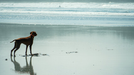 The Dog on the Beach


