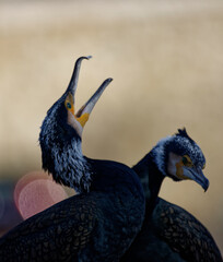 Cormorans à Paris sur les quais de Seine