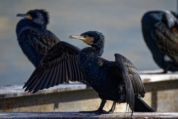 Cormorans à Paris sur les quais de Seine