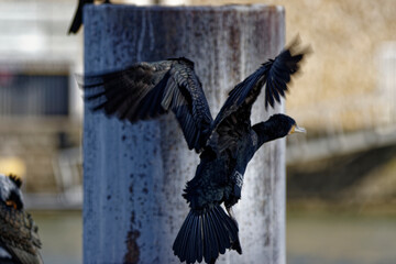 Fototapeta premium Cormorans à Paris sur les quais de Seine